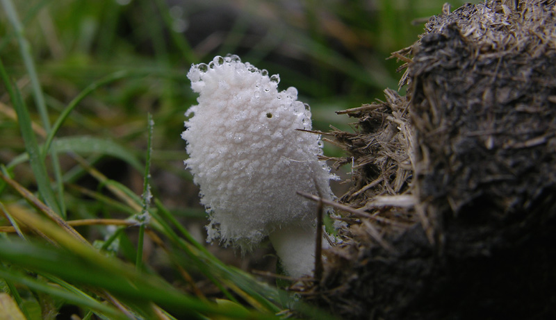 A caccia di fimicoli.
